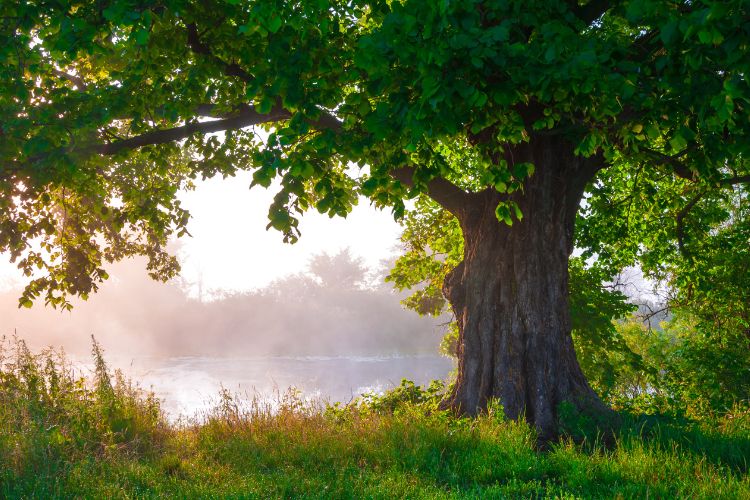 An oak tree with the sun shining, a symbol of integrity, one of the core values of Xanthus Consulting.