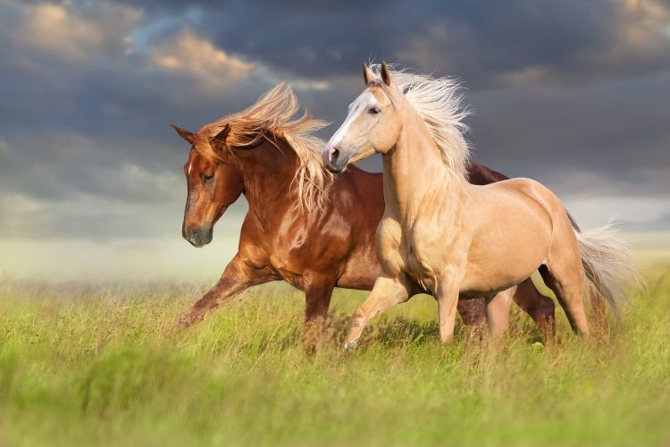 Xanthus and Balius were the horses that pulled the chariot of Achilles during the siege on Troy.